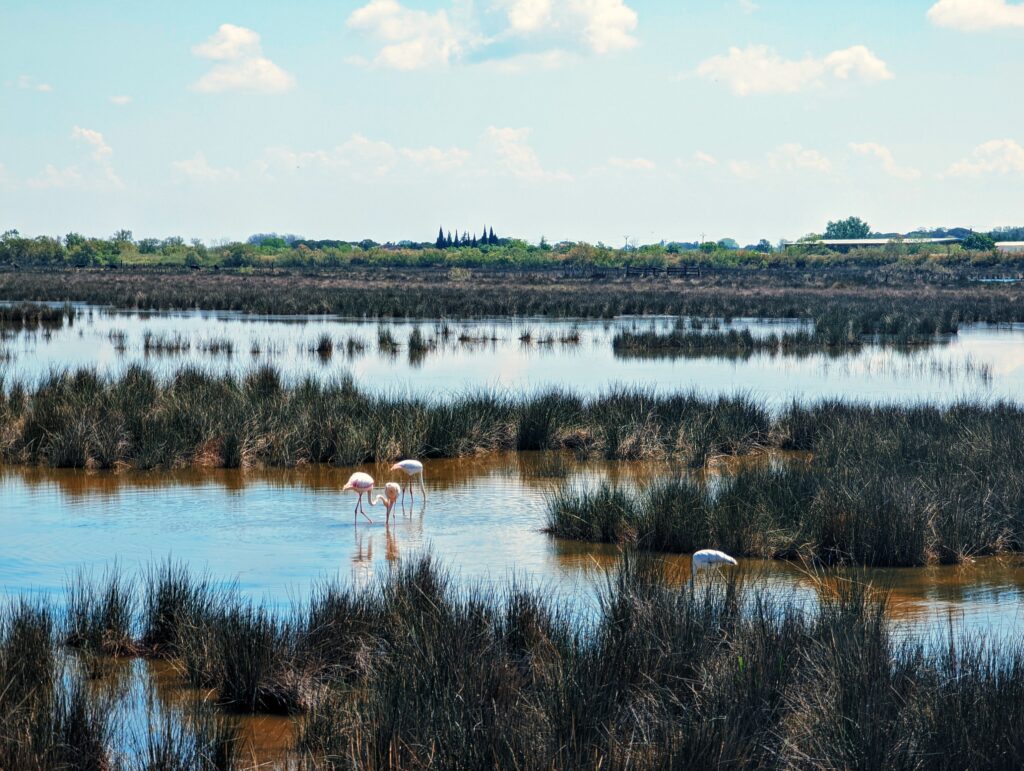 Several flamingos standing in marshland