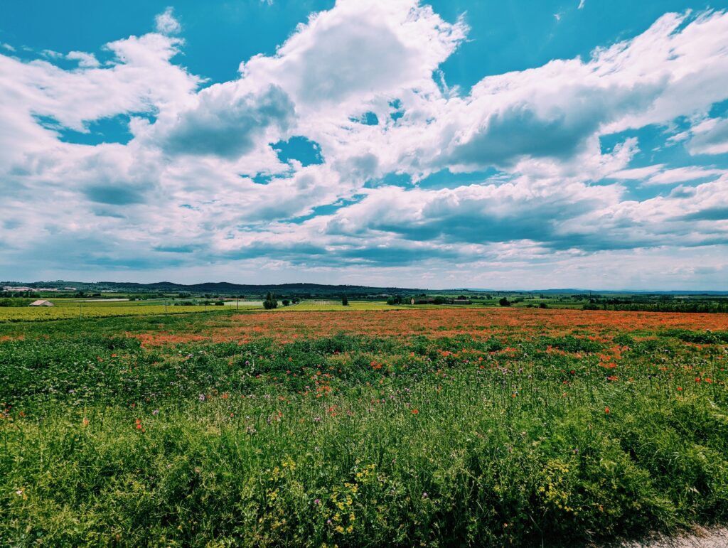 Field of poppies in foreground overlooking vast lands and blue skies