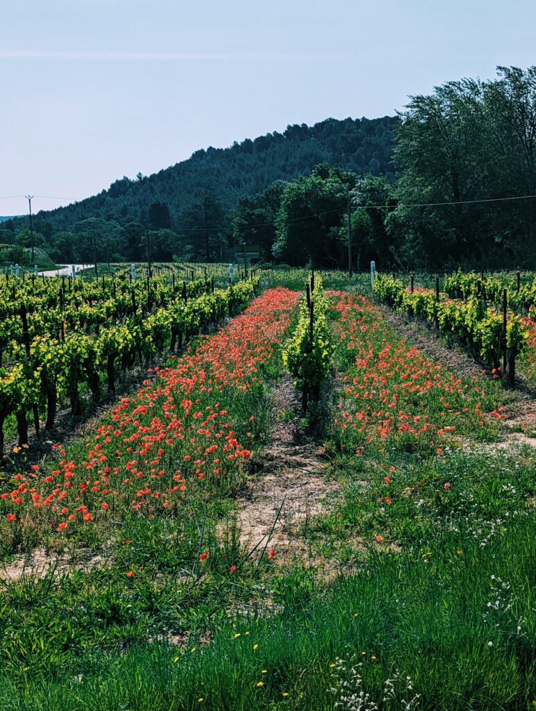 Shot down a grapevine with poppies to either side of the row