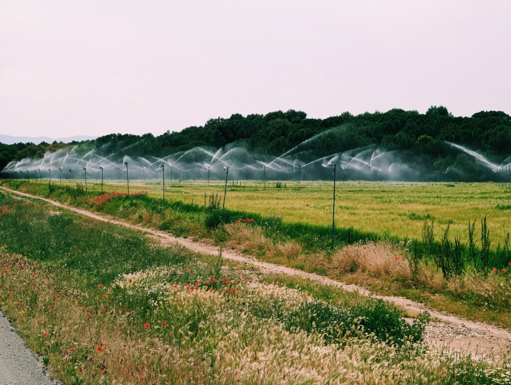 Grain field being irrigated