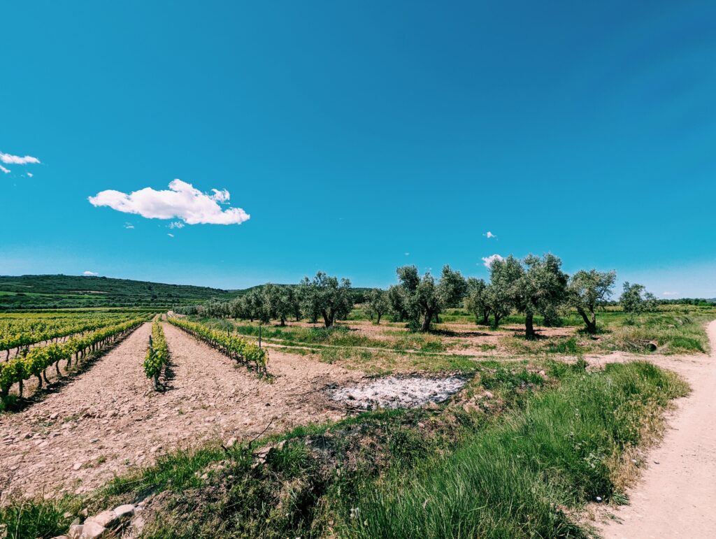 A vineyard to the left and and olive grove to the right. Blue skies with a single cloud. Dry and dusty gravel road in the foreground.