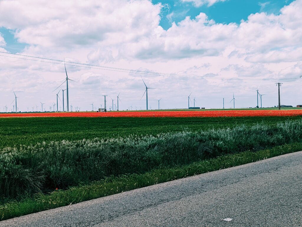 View of Tierra de Campos with a wheat field in the foreground, a poppy field in the middleground and wind turbines in the background