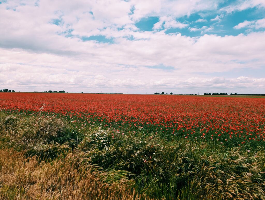 View of Tierra de Campos showing a poppy field